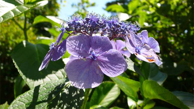 ■Panasonic LUMIX DMC-LX2　（ISO100 F2.8 1/1000s -1EV マクロモード 『アジサイの花』）