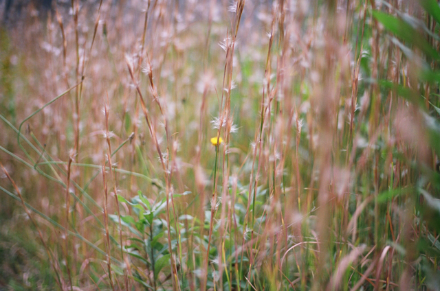 ◇Canon Eos5 ＋ Canon EFレンズ 50mm F1.8 II