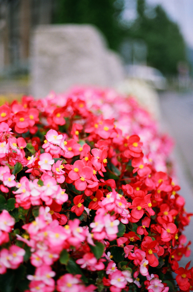 ◇Canon Eos5 ＋ Canon EFレンズ 50mm F1.8 II