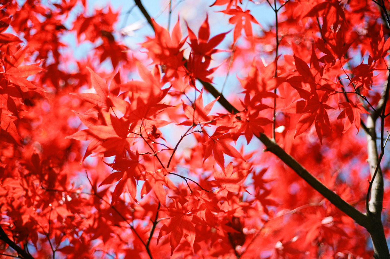 ◇Canon Eos5 ＋ Canon EFレンズ 50mm F1.8 II