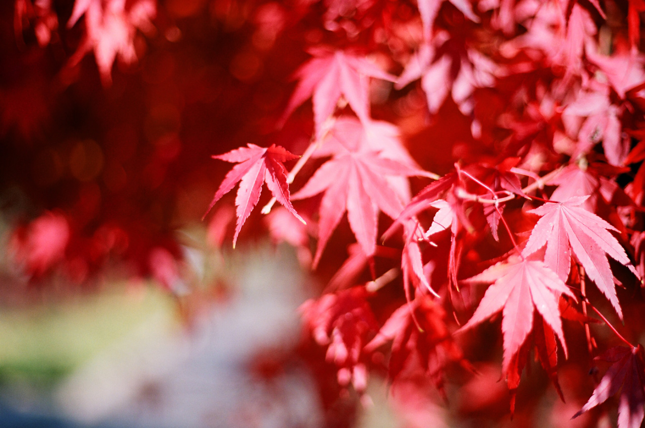 ◇Canon Eos5 ＋ Canon EFレンズ 50mm F1.8 II