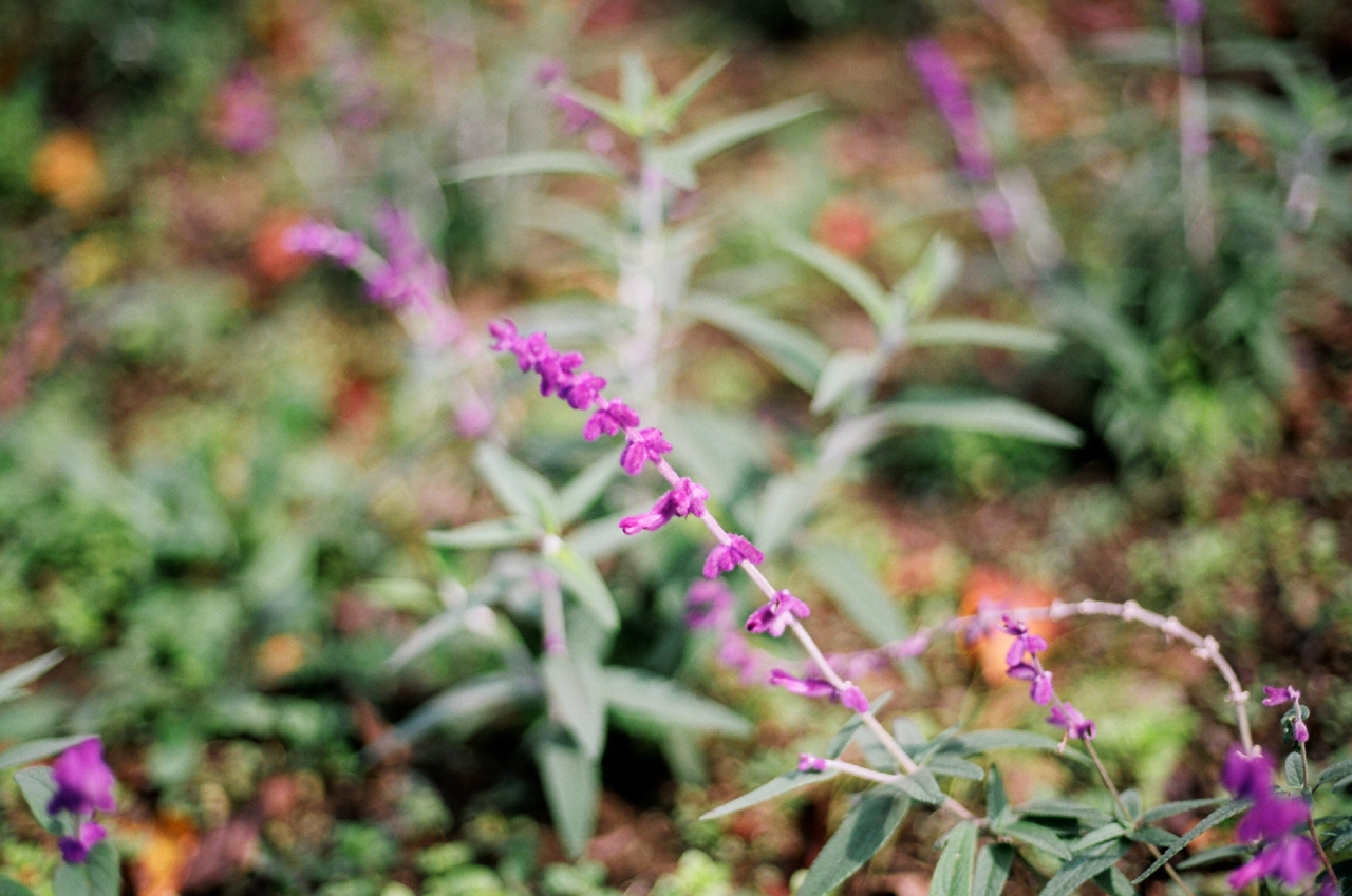 ◇Canon Eos5 ＋ Canon EFレンズ 50mm F1.8 II