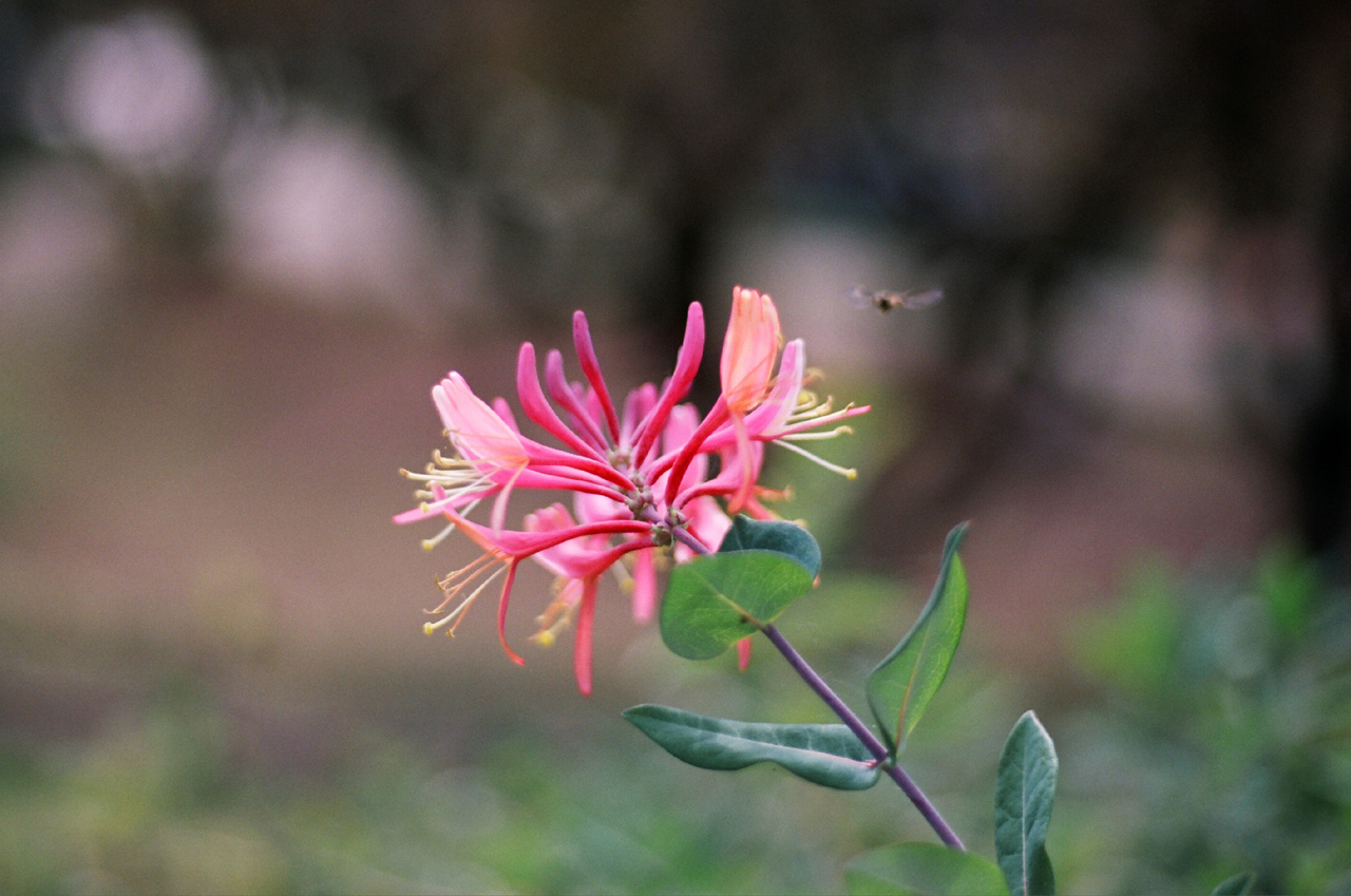 ◇Canon Eos5 ＋ Canon EFレンズ 50mm F1.8 II