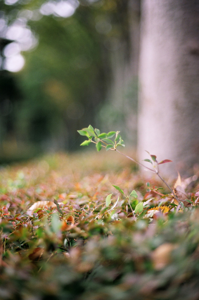 ◇Canon Eos5 ＋ Canon EFレンズ 50mm F1.8 II