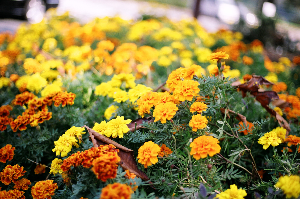 ◇Canon Eos5 ＋ Canon EFレンズ 50mm F1.8 II