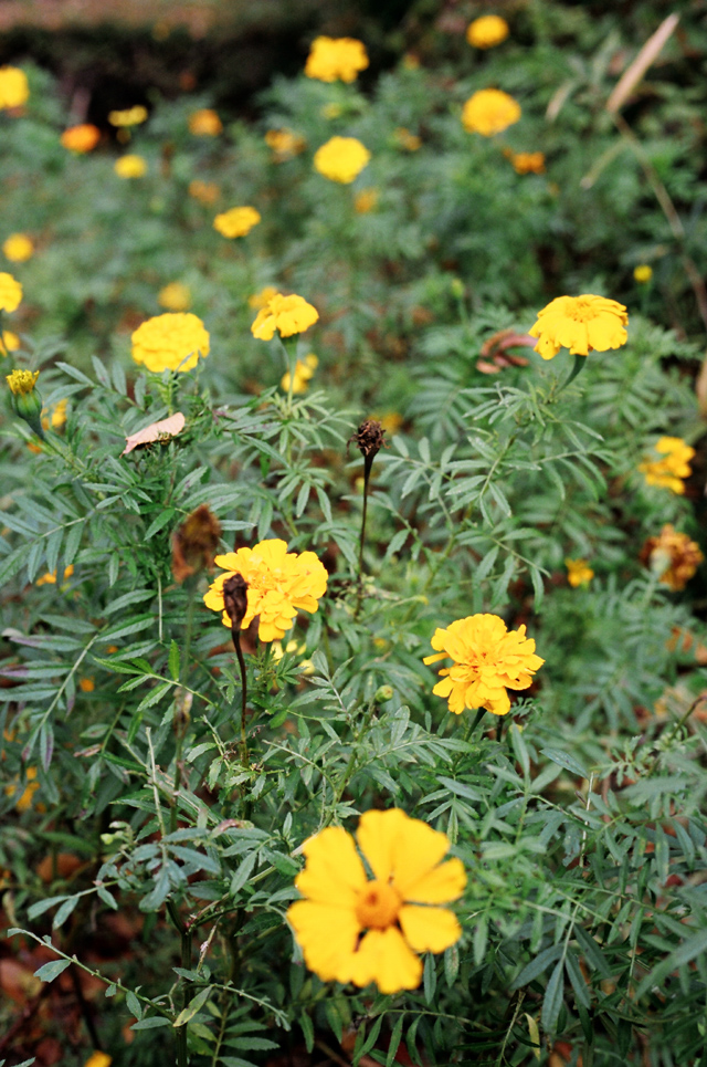 ◇Canon Eos5 ＋ Canon EFレンズ 50mm F1.8 II