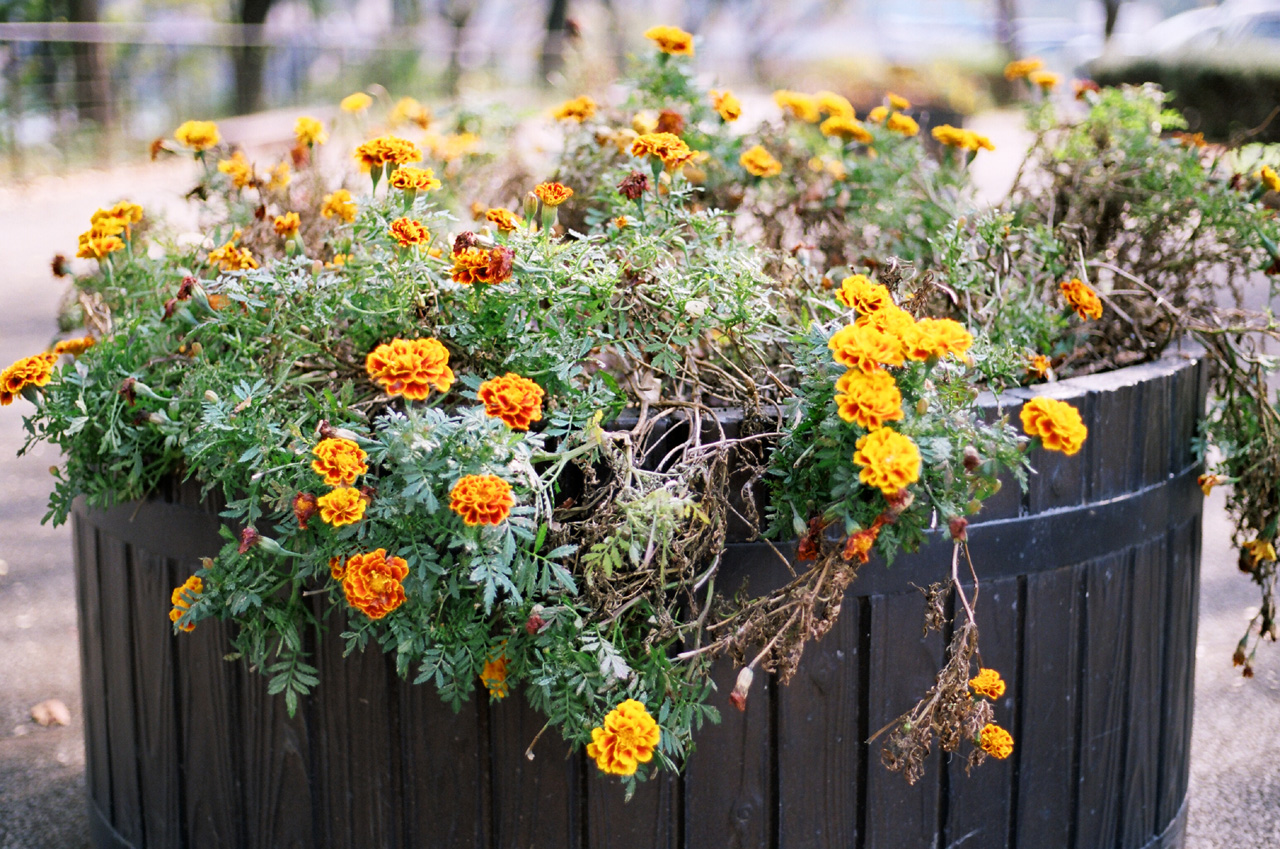 ◇Canon Eos5 ＋ Canon EFレンズ 50mm F1.8 II