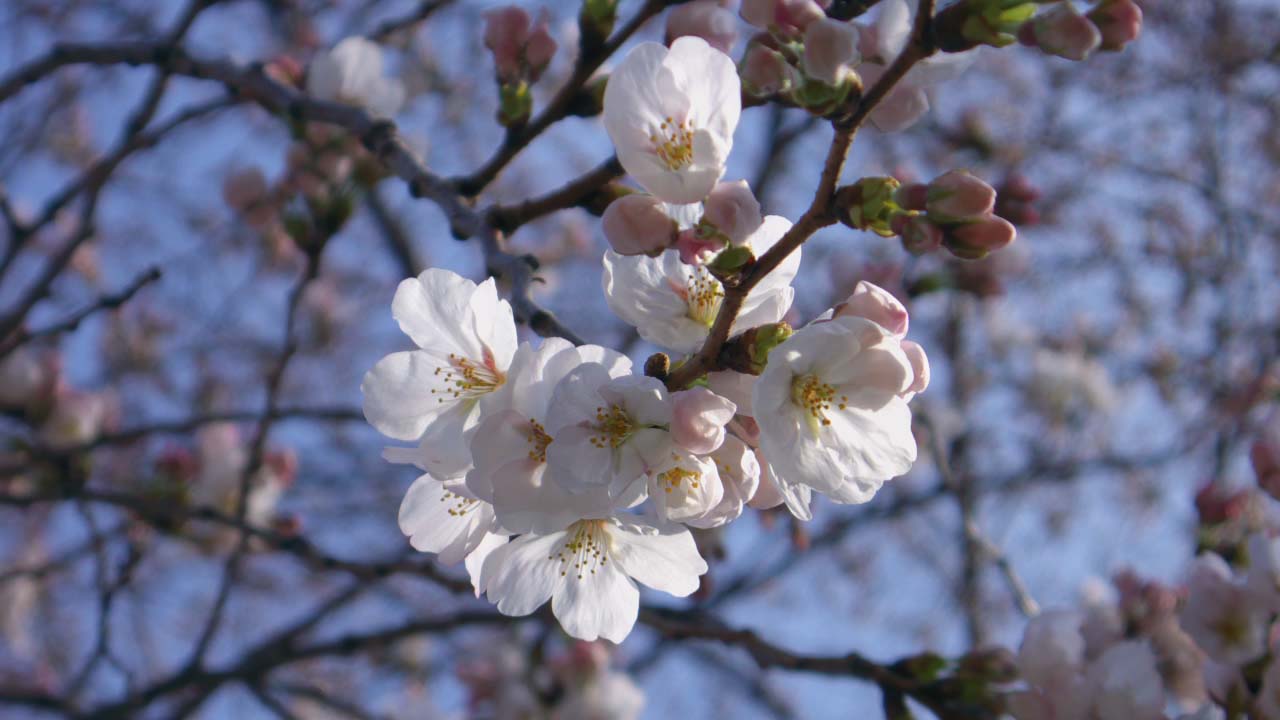 ■Panasonic LUMIX DMC-LX2　（ISO100 F4.9 1/500s 0EV 絞り優先AE RAW）