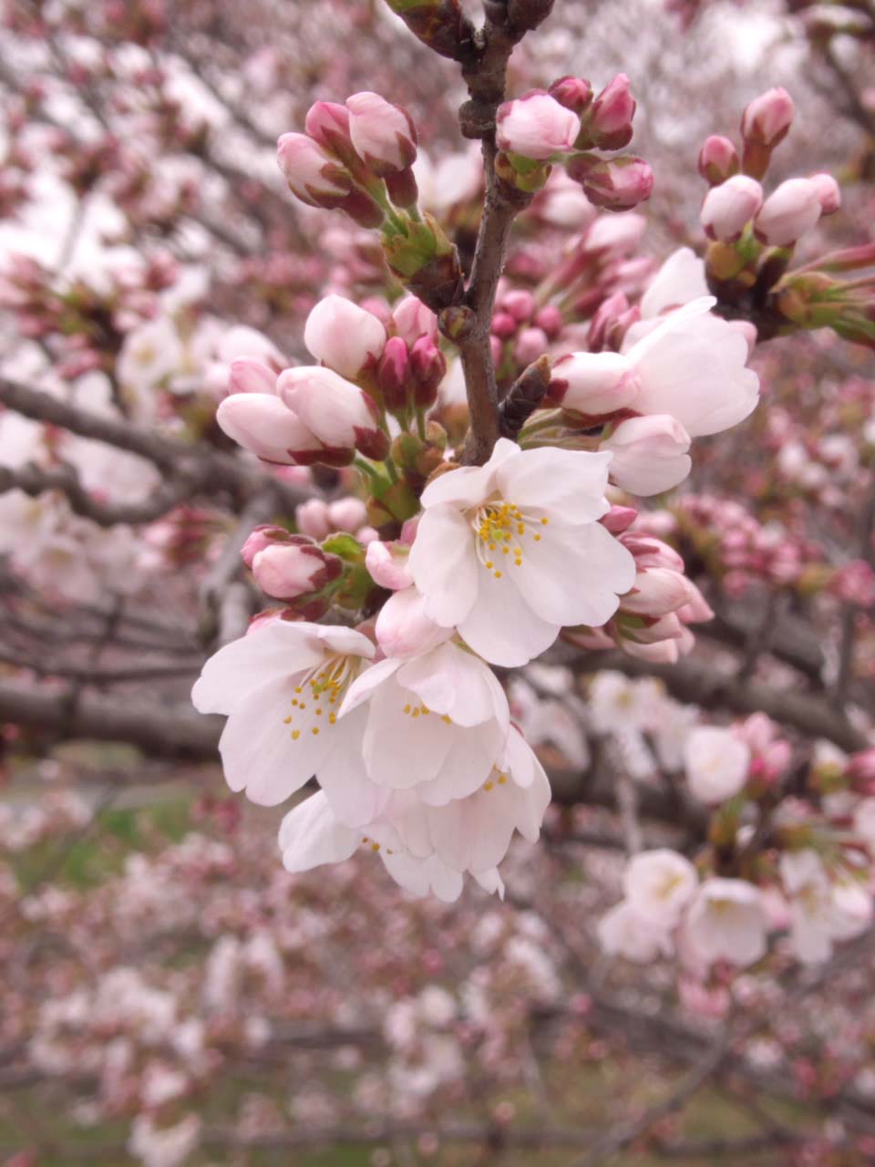 ■Panasonic LUMIX DMC-LX2　（ISO100 F8.0 1/40s 0EV 絞り優先AE RAW）