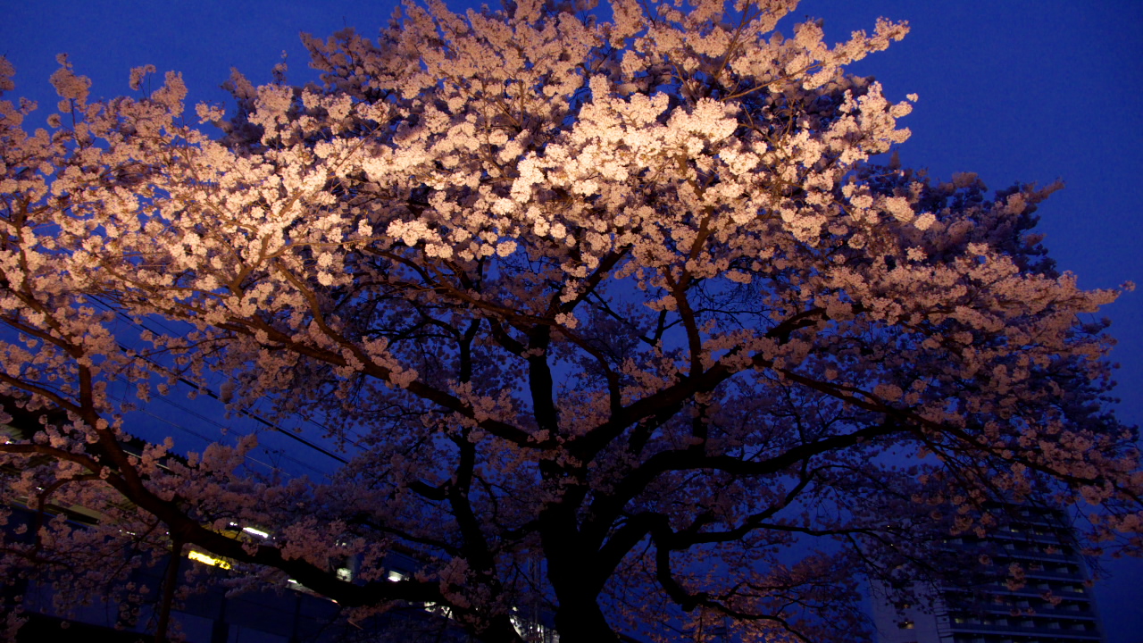 ■Panasonic LUMIX DMC-LX2　（ISO200 F3.2 1/20s -1EV 絞り優先AE RAW）