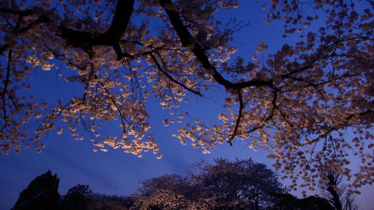 ■Panasonic LUMIX DMC-LX2　（ISO200 F4.0 1/20s -1EV 絞り優先AE RAW）