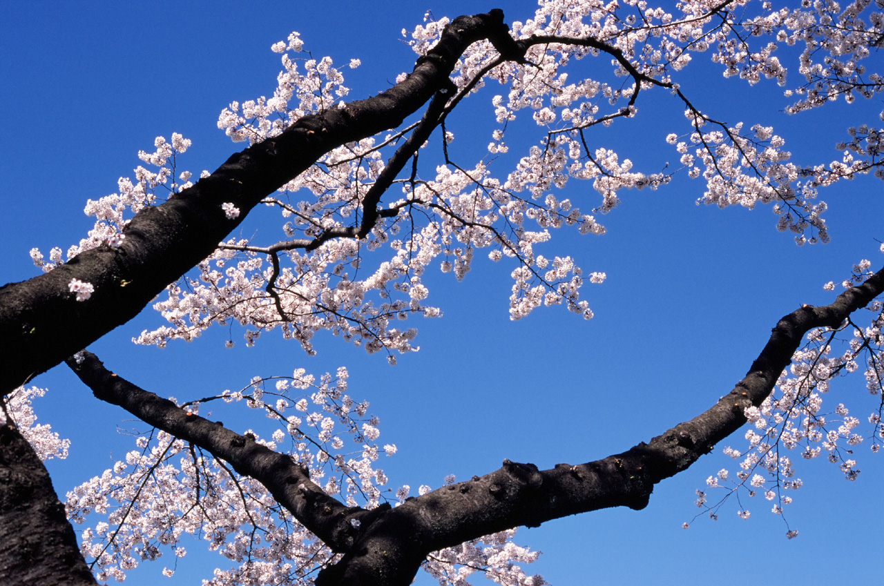 ◇Canon Eos5 ＋ Canon EFレンズ 50mm F1.8 II