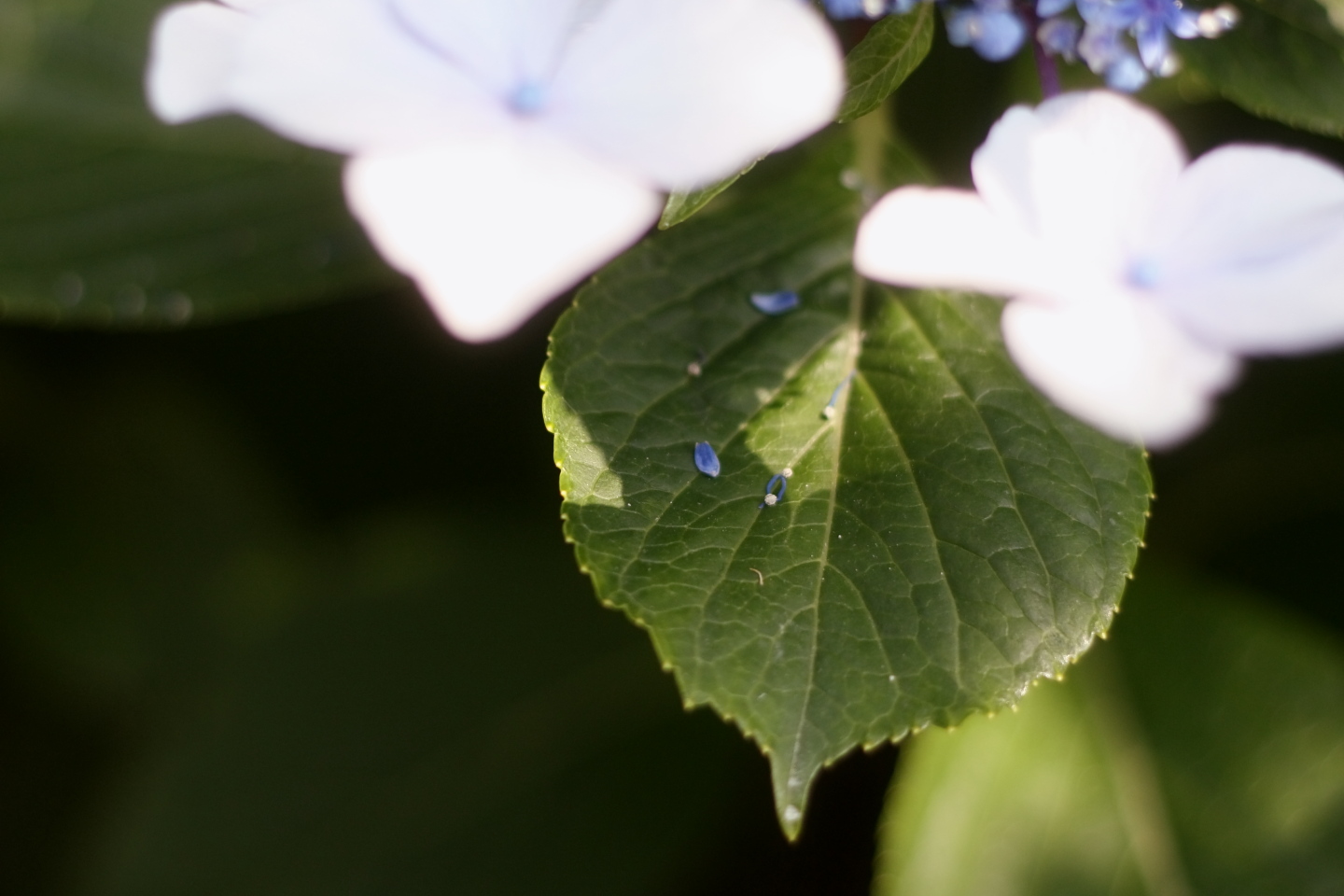 Canon EOS Kiss X2 + Canon EF50mm F1.8 II + Kenko BLACKMIST No.1