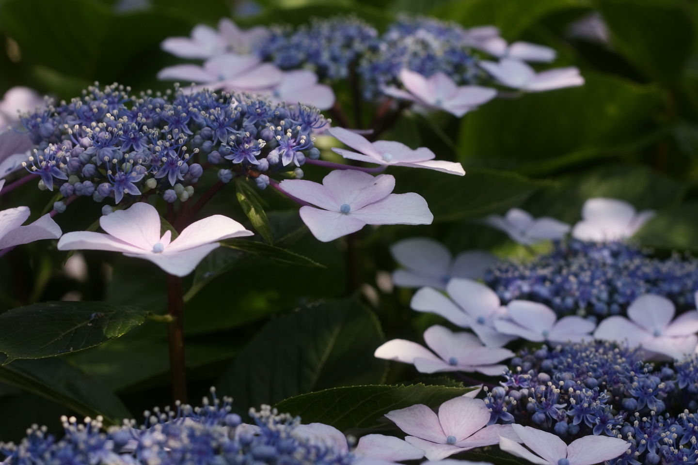 Canon EOS Kiss X2 + Canon EF50mm F1.8 II + Kenko BLACKMIST No.1