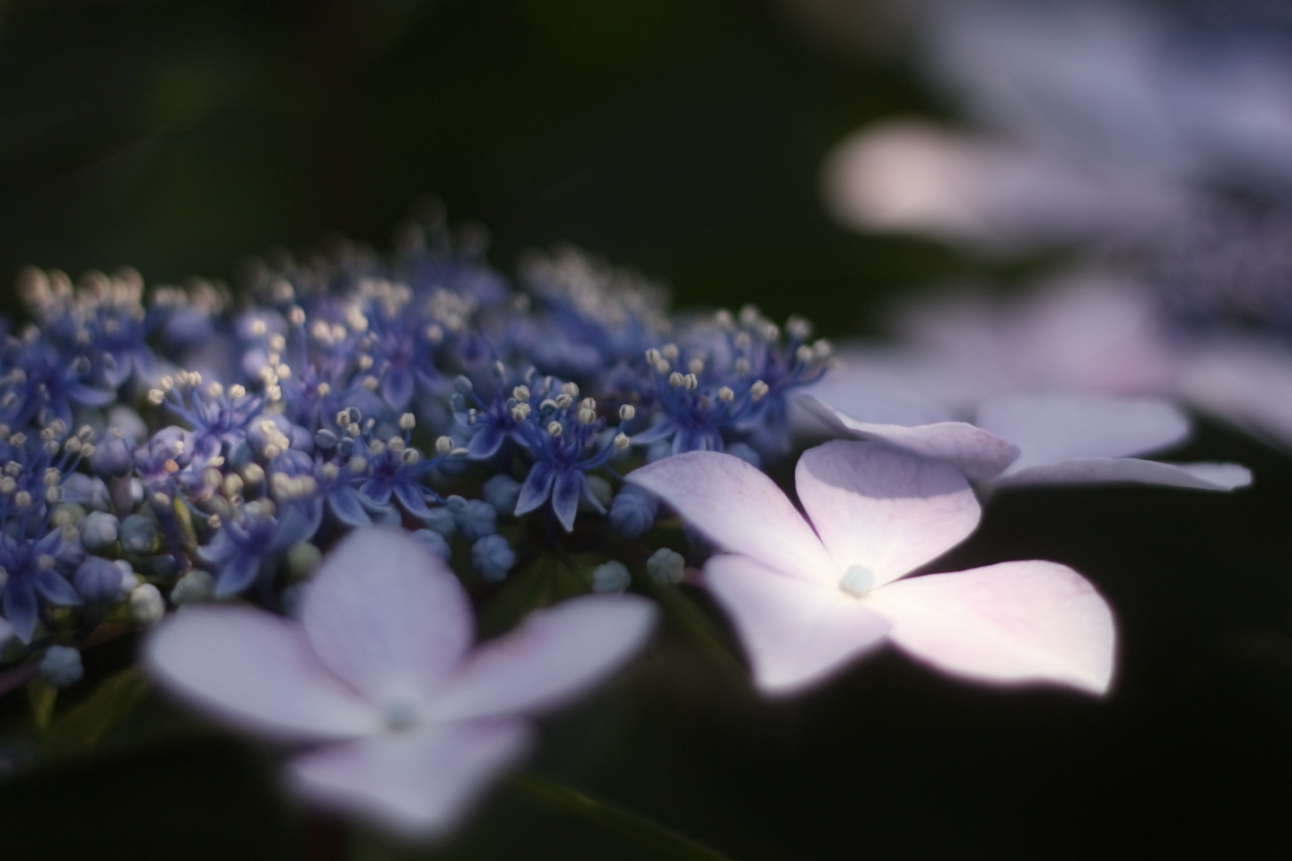 Canon EOS Kiss X2 + Canon EF50mm F1.8 II + Kenko BLACKMIST No.1