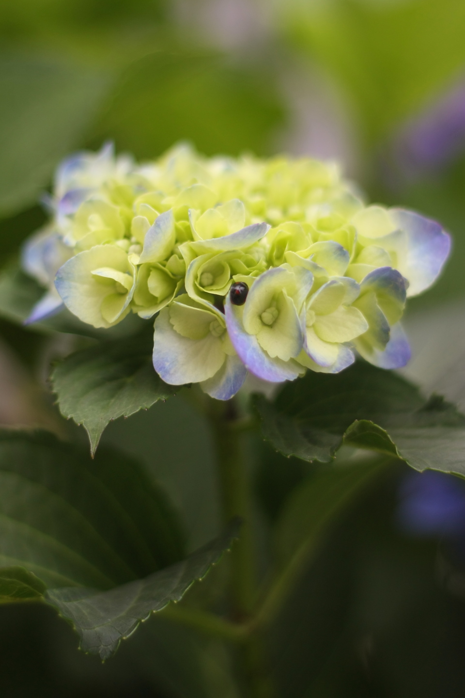 Canon EOS Kiss X2 + Canon EF50mm F1.8 II + Kenko BLACKMIST No.1