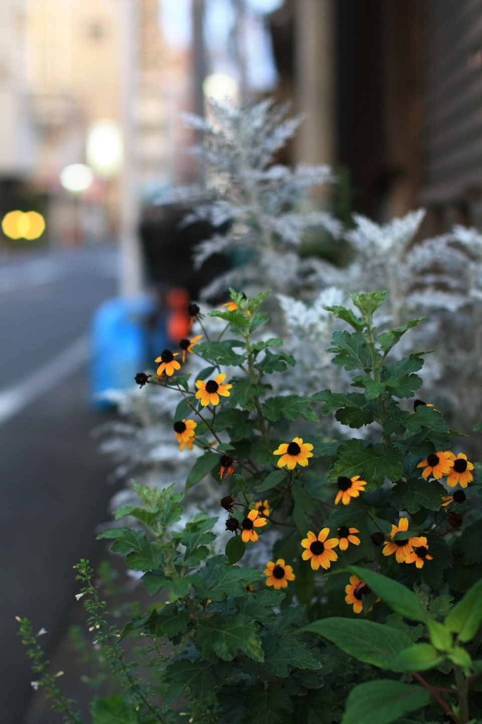 Canon EOS Kiss X2 + Canon EF50mm F1.4 USM