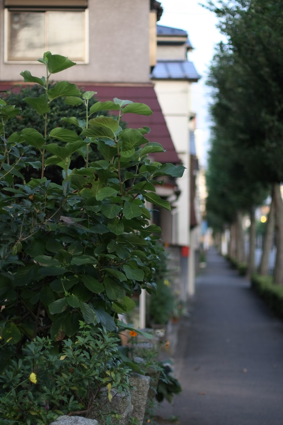 Canon EOS Kiss X2 + Canon EF50mm F1.4 USM