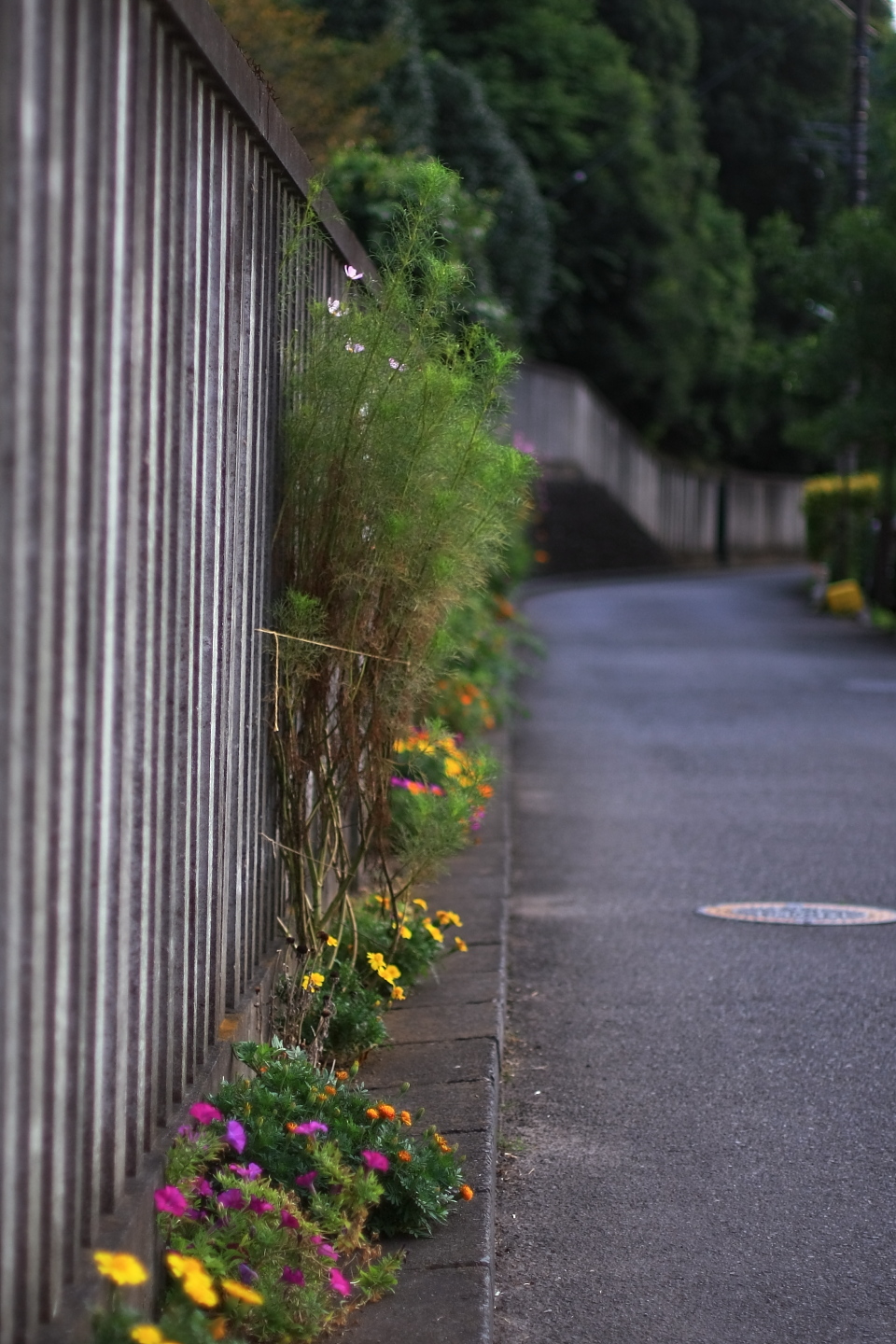 Canon EOS Kiss X2 + Canon EF50mm F1.4 USM