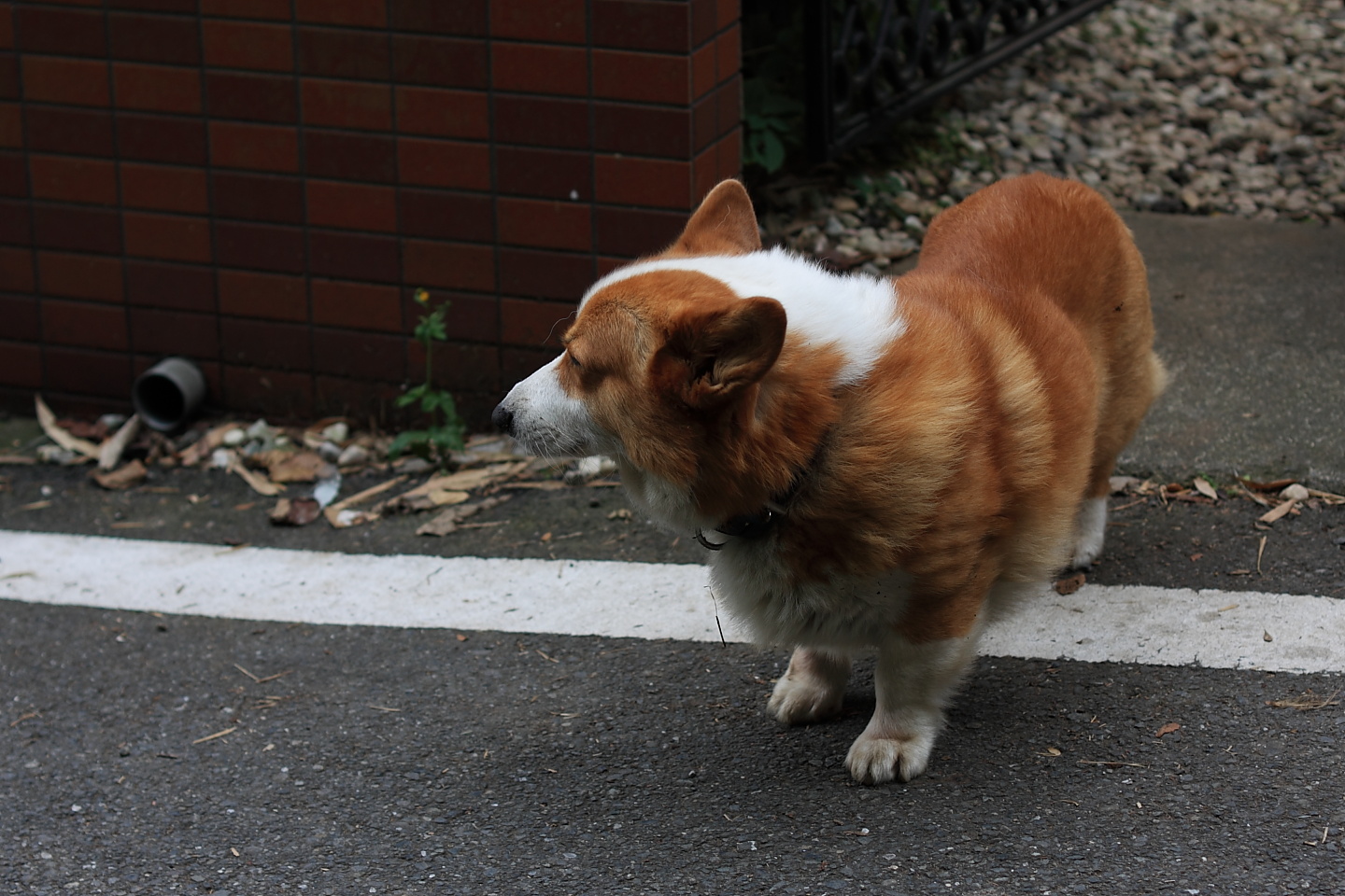 Canon EOS Kiss X2 + Canon EF50mm F1.4 USM