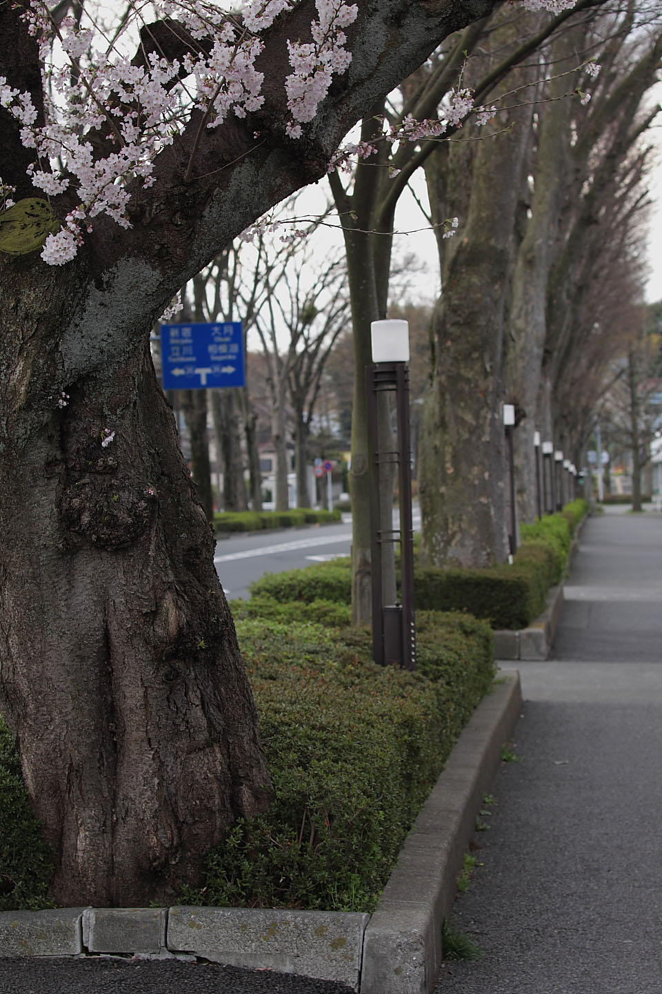 Canon EOS Kiss X2 + Canon EF50mm F1.4 USM