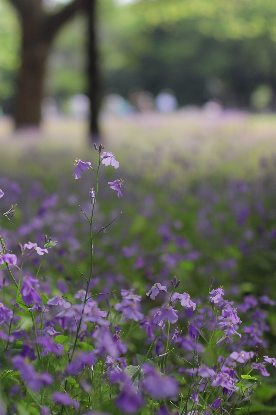 Canon EOS Kiss X2 + Canon EF50mm F1.4 USM