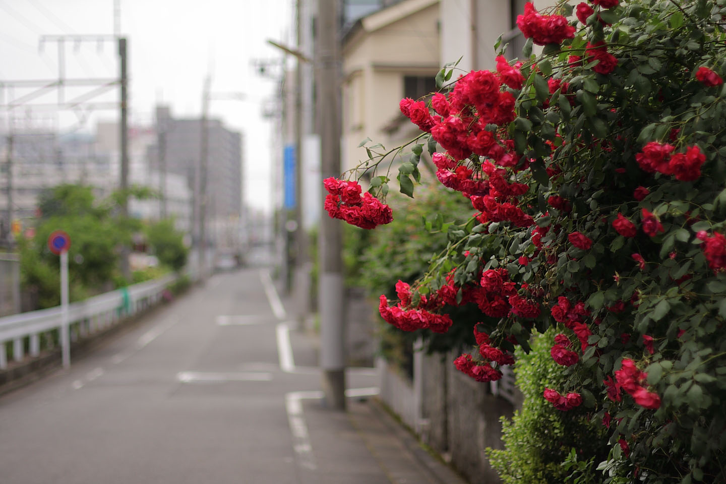 Canon EOS Kiss X2 + Canon EF50mm F1.4 USM