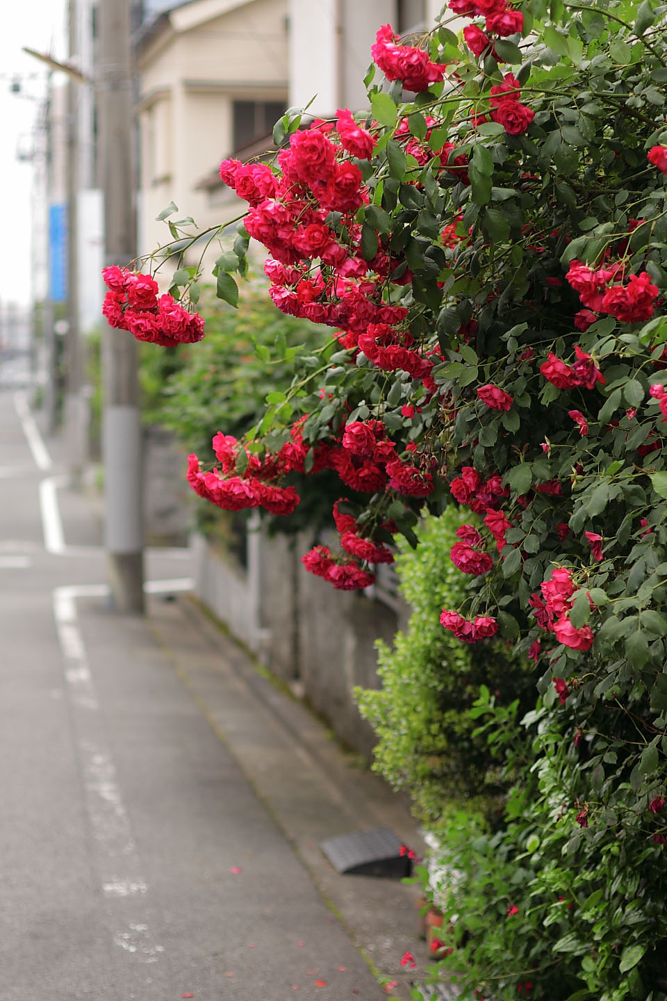 Canon EOS Kiss X2 + Canon EF50mm F1.4 USM