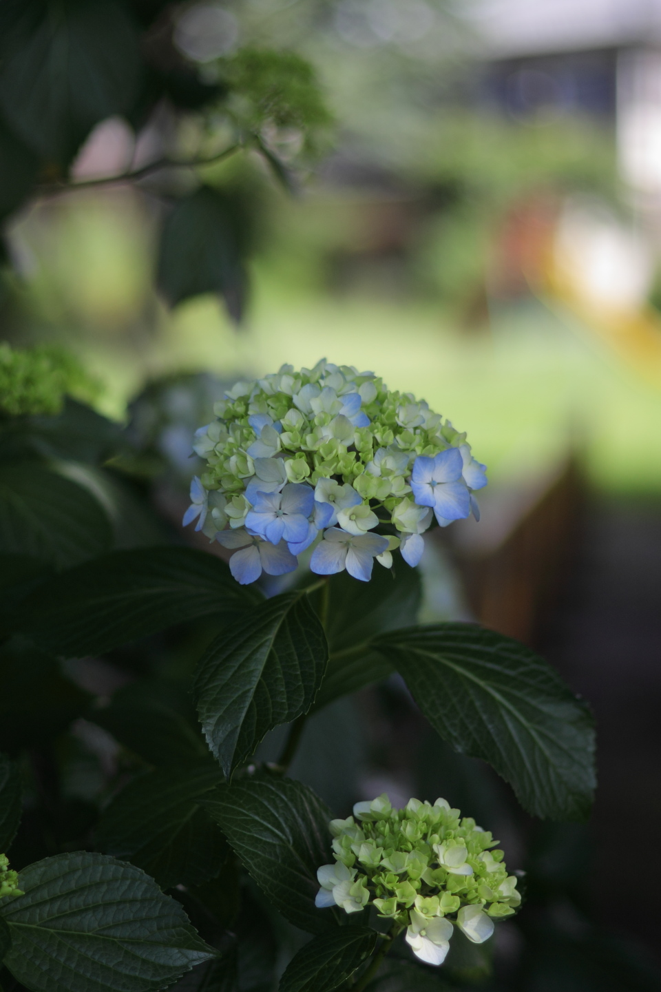 Canon EOS Kiss X2 + Canon EF50mm F1.4 USM