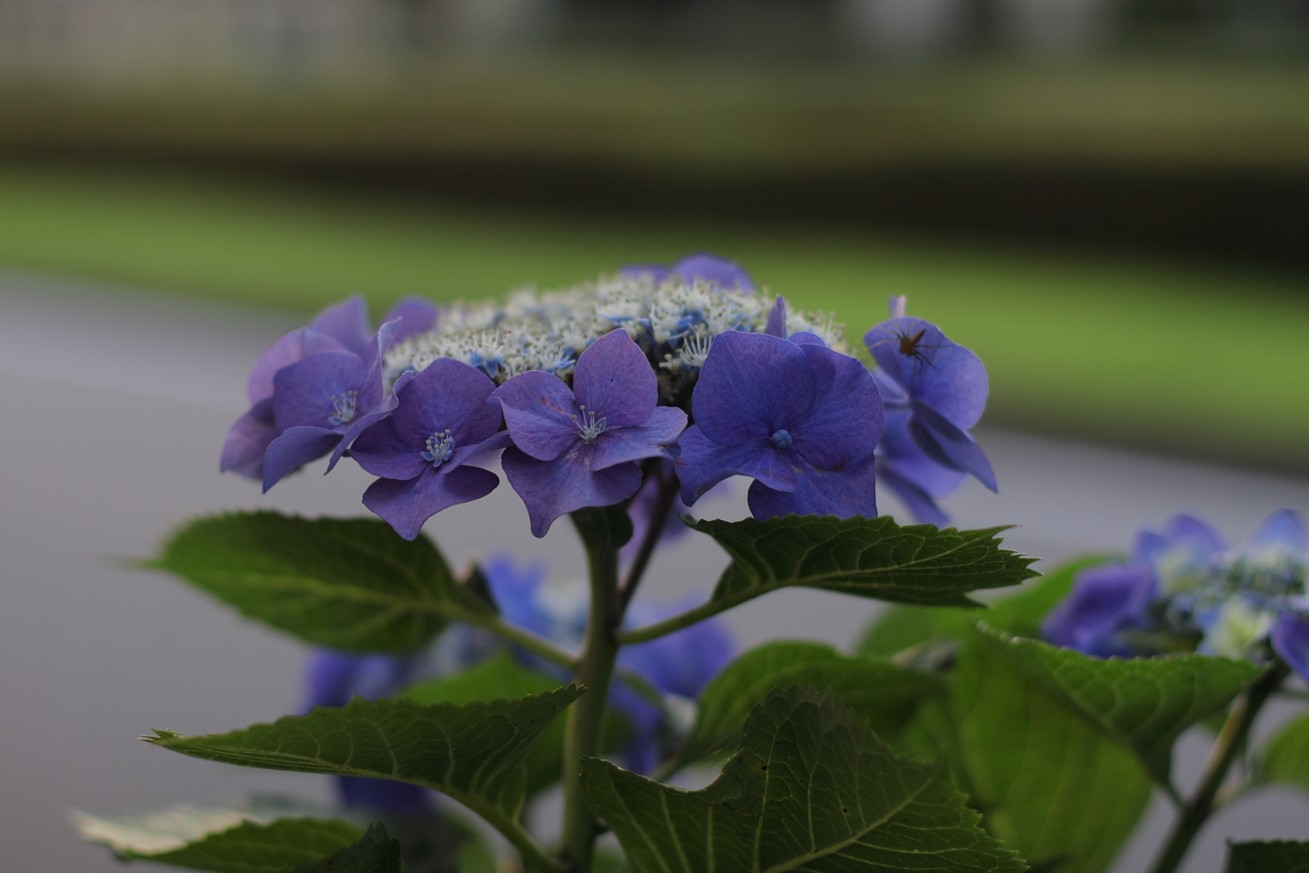 Canon EOS Kiss X2 + Canon EF50mm F1.4 USM