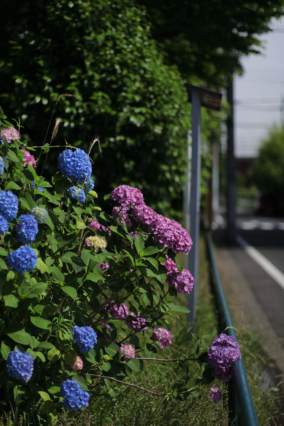 Canon EOS Kiss X2 + Canon EF50mm F1.4 USM