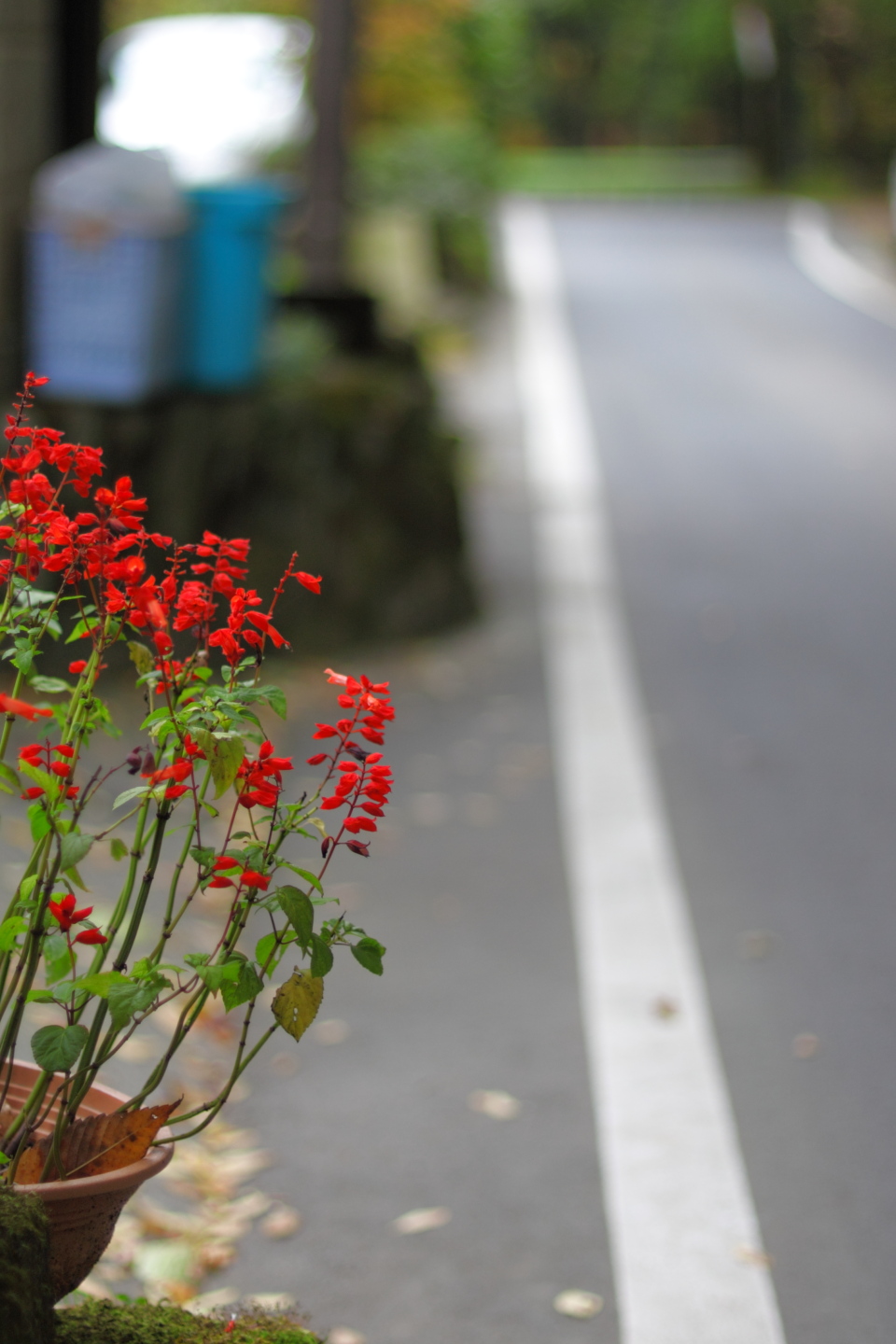 Canon EOS Kiss X2 + Canon EF50mm F1.4 USM