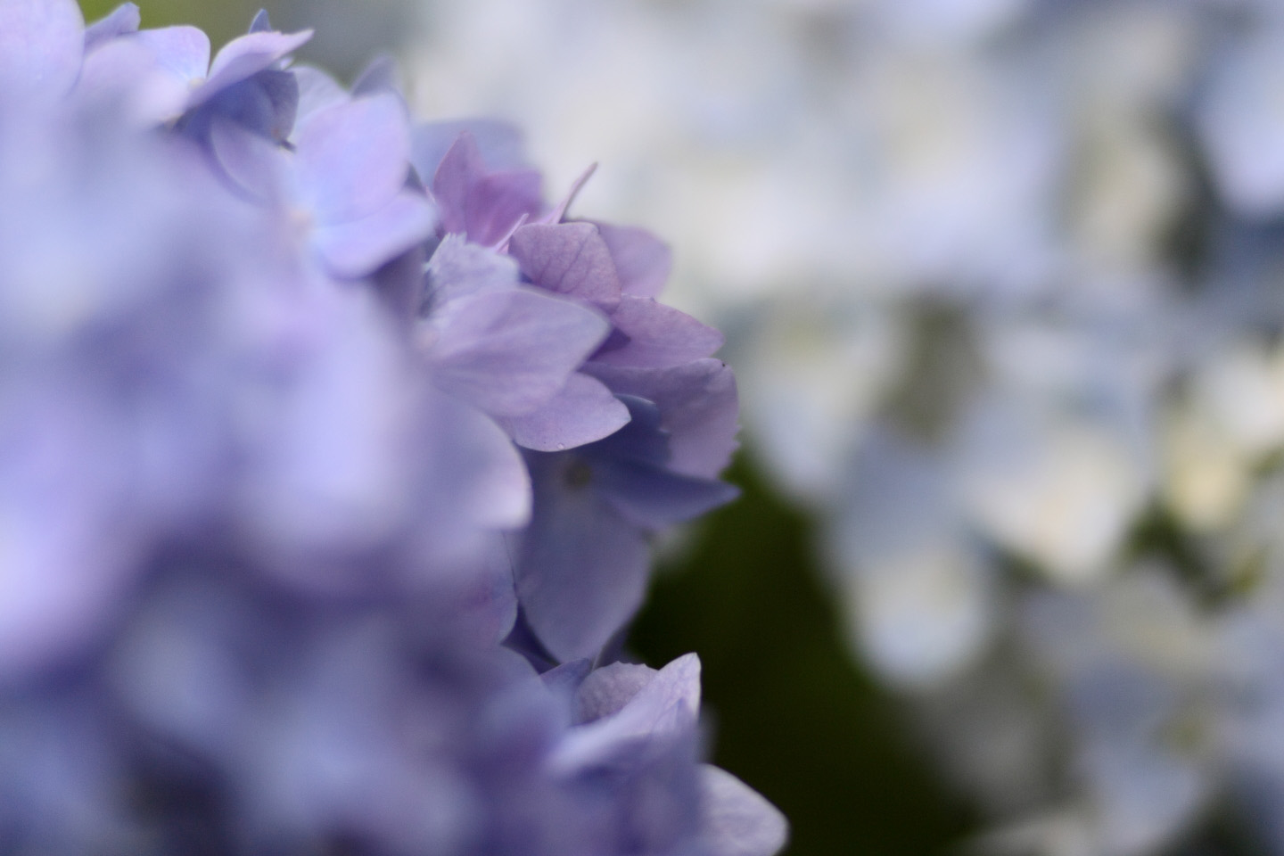 Canon EOS Kiss X2 + Canon EF100mm F2 USM + Extension Tube EF12II