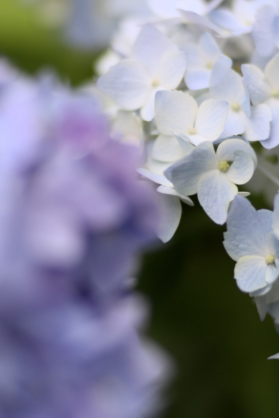 Canon EOS Kiss X2 + Canon EF100mm F2 USM + Extension Tube EF12II