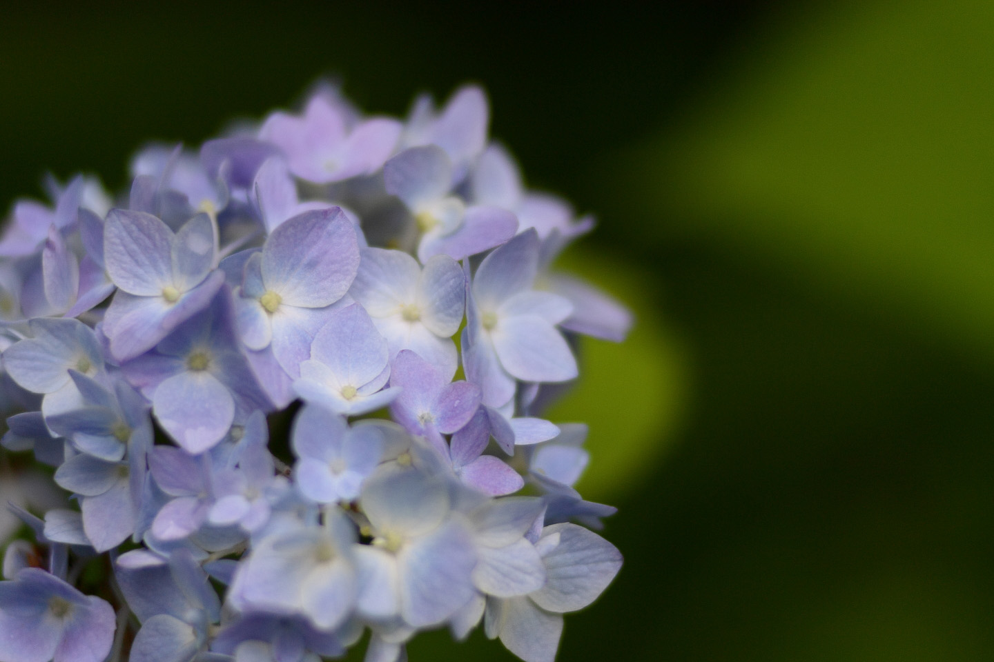 Canon EOS Kiss X2 + Canon EF100mm F2 USM + Extension Tube EF12II