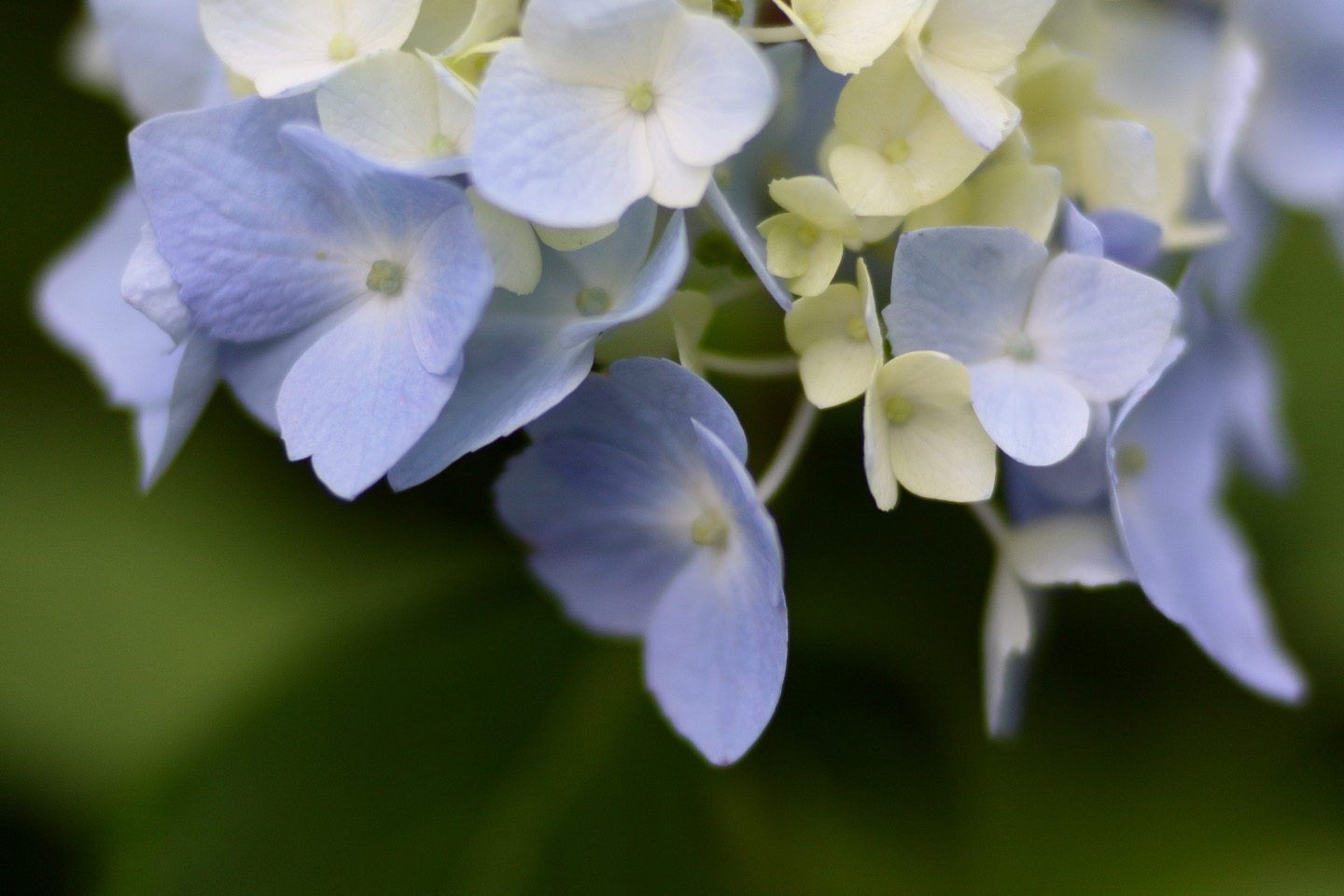 Canon EOS Kiss X2 + Canon EF100mm F2 USM + Extension Tube EF12II