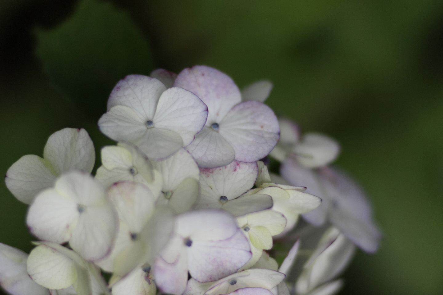 Canon EOS Kiss X2 + Canon EF100mm F2 USM + Extension Tube EF12II