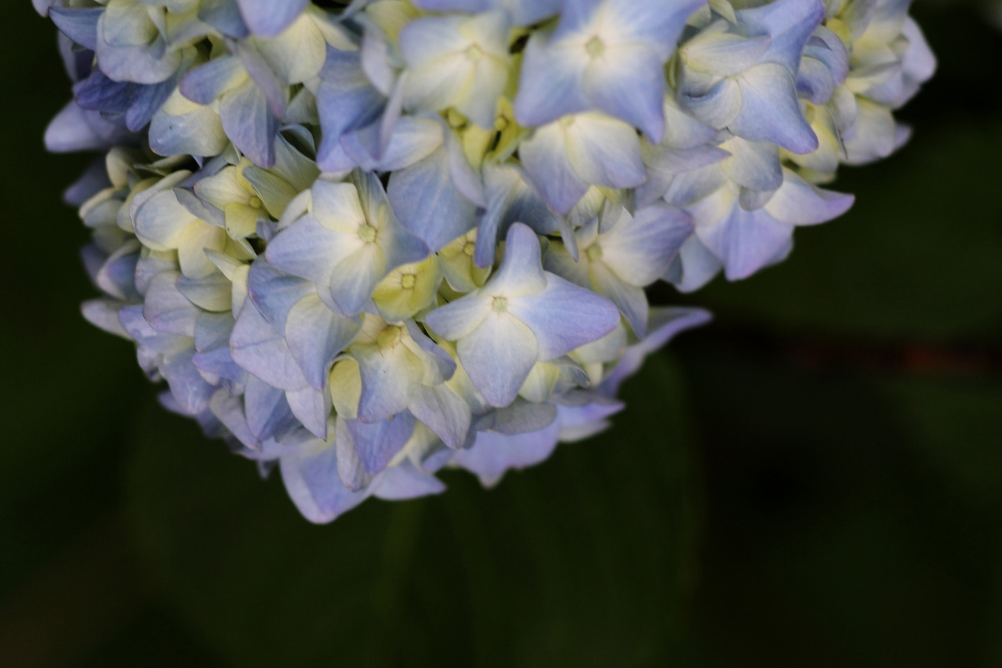 Canon EOS Kiss X2 + Canon EF100mm F2 USM + Extension Tube EF12II