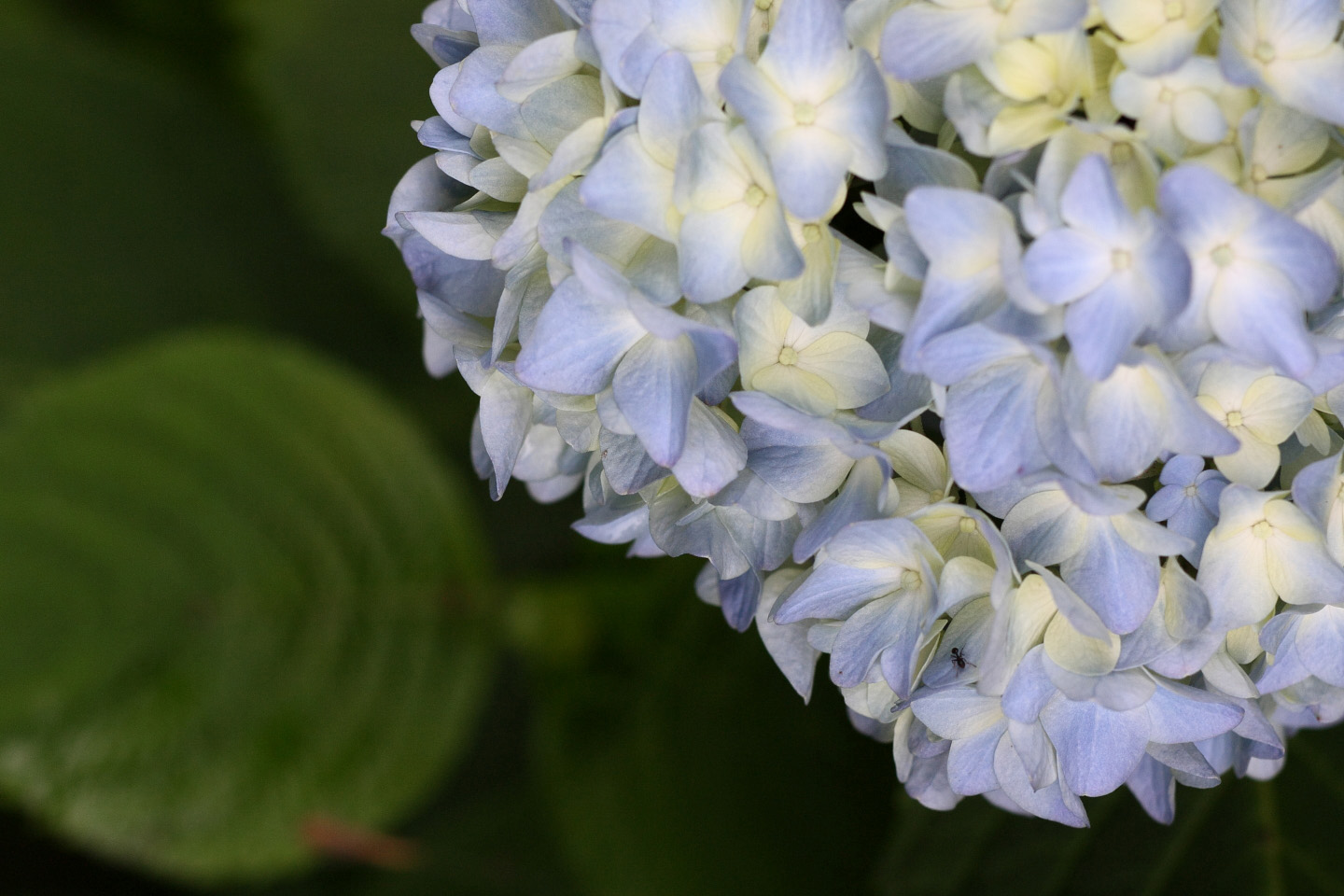 Canon EOS Kiss X2 + Canon EF100mm F2 USM + Extension Tube EF12II