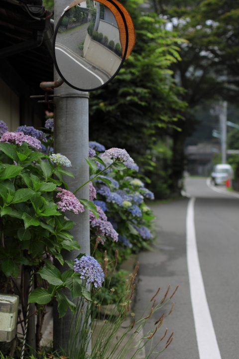 Canon EOS 60D + Canon EF50mm F1.4 USM