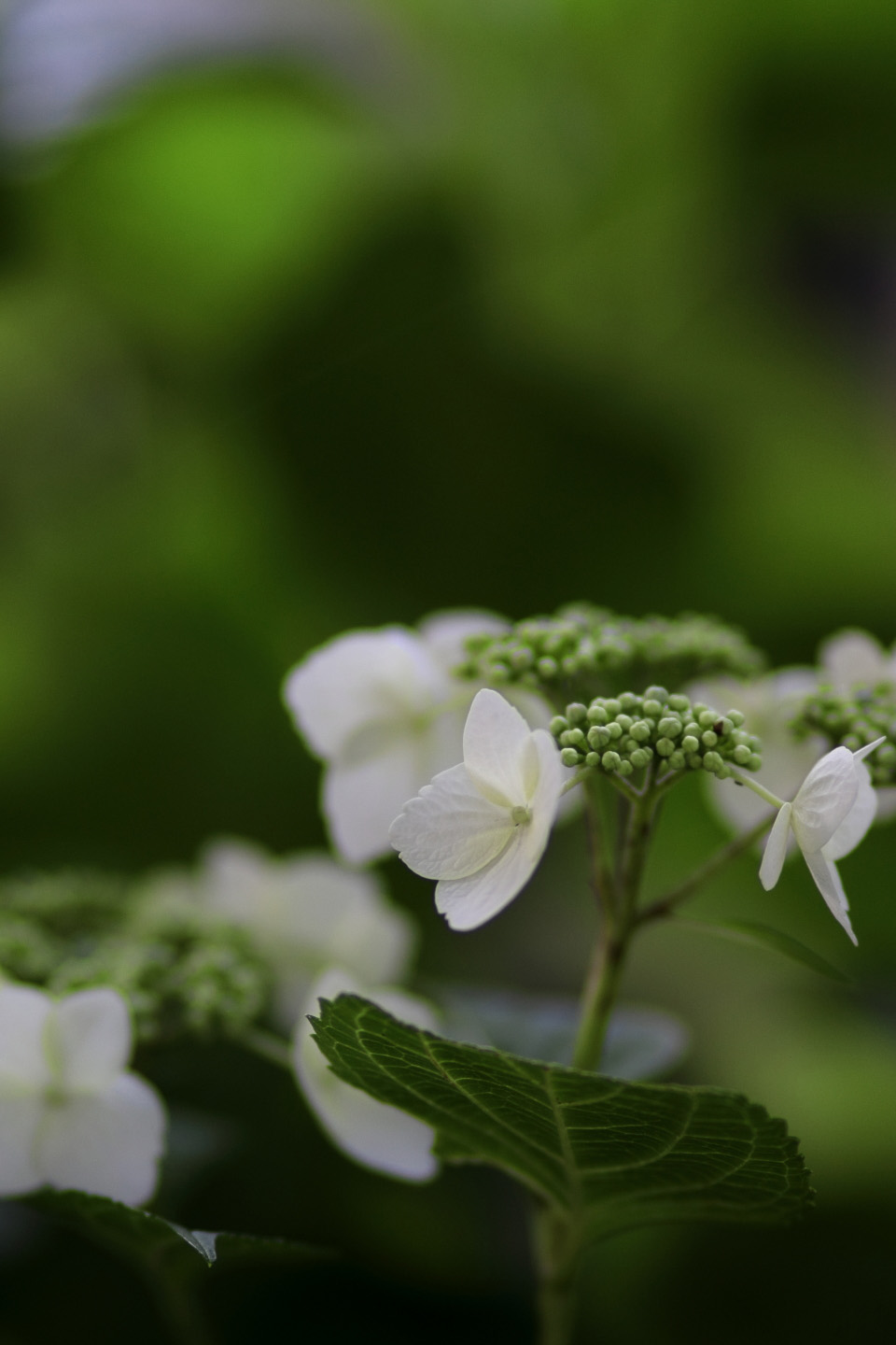 Canon EOS Kiss X2 + Canon EF100mm F2 USM + Extension Tube EF12II