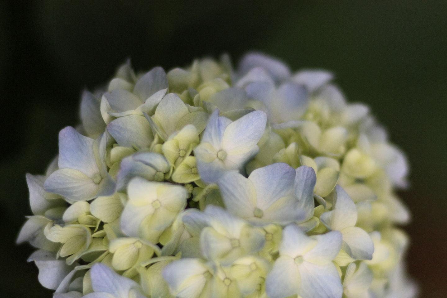 Canon EOS Kiss X2 + Canon EF100mm F2 USM + Extension Tube EF12II