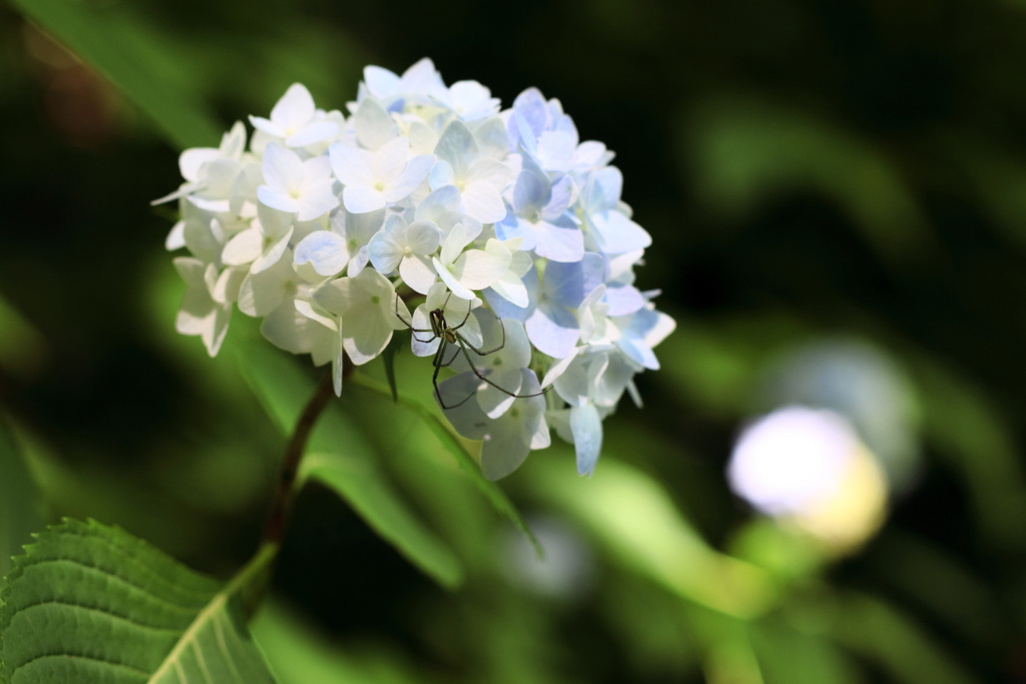 Canon EOS Kiss X2 + Canon EF50mm F1.4