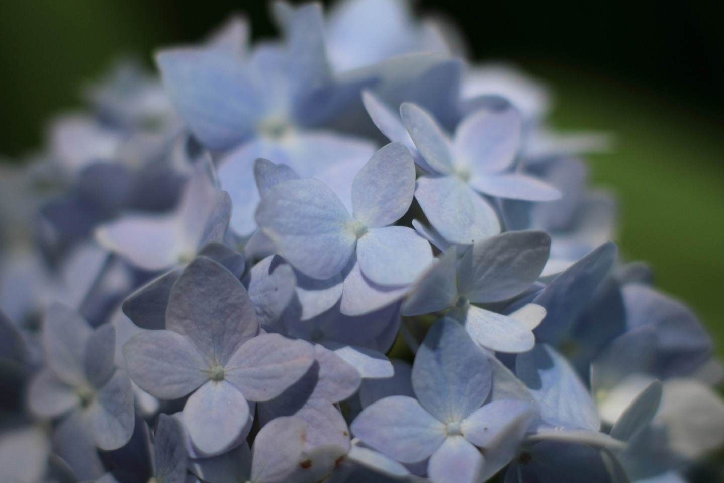 Canon EOS Kiss X2 + Canon EF50mm F1.4 USM + Extension Tube EF12II