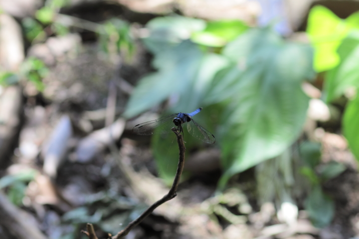 Canon EOS 60D + Canon EF100mm F2 USM