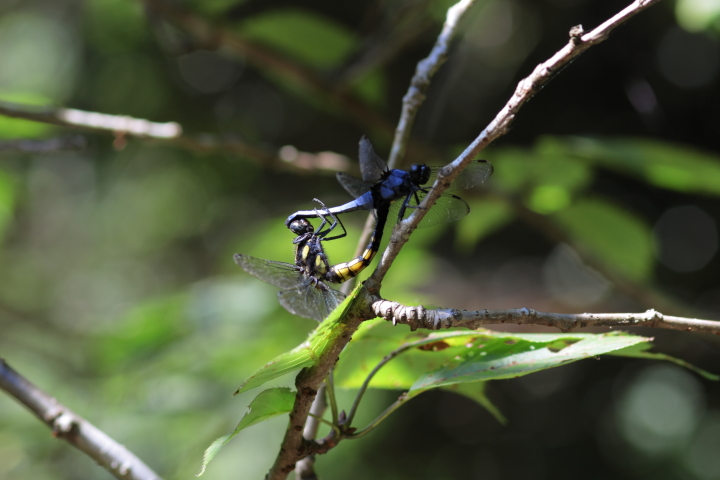 Canon EOS 60D + Canon EF100mm F2 USM