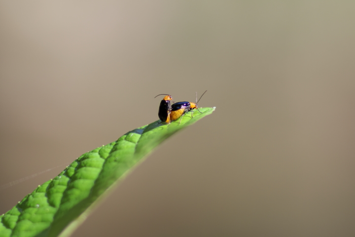 Canon EOS 60D + Canon EF100mm F2 USM