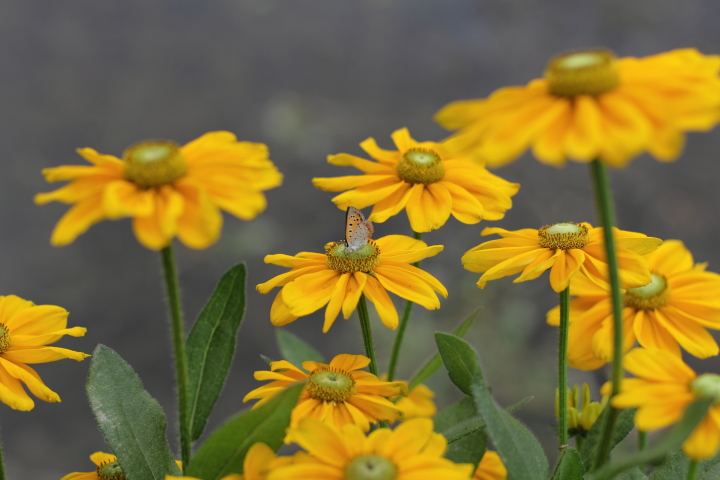 Canon EOS 60D + Canon EF50mm F1.4 USM