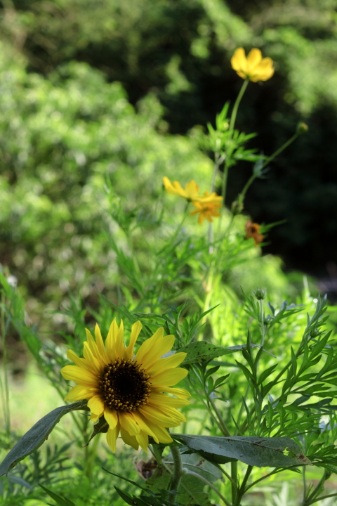 Canon EOS 60D + Canon EF50mm F1.4 USM