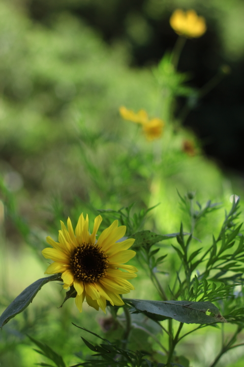 Canon EOS 60D + Canon EF50mm F1.4 USM